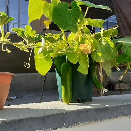 公寓 17 Flats And Roof Garden 雅典